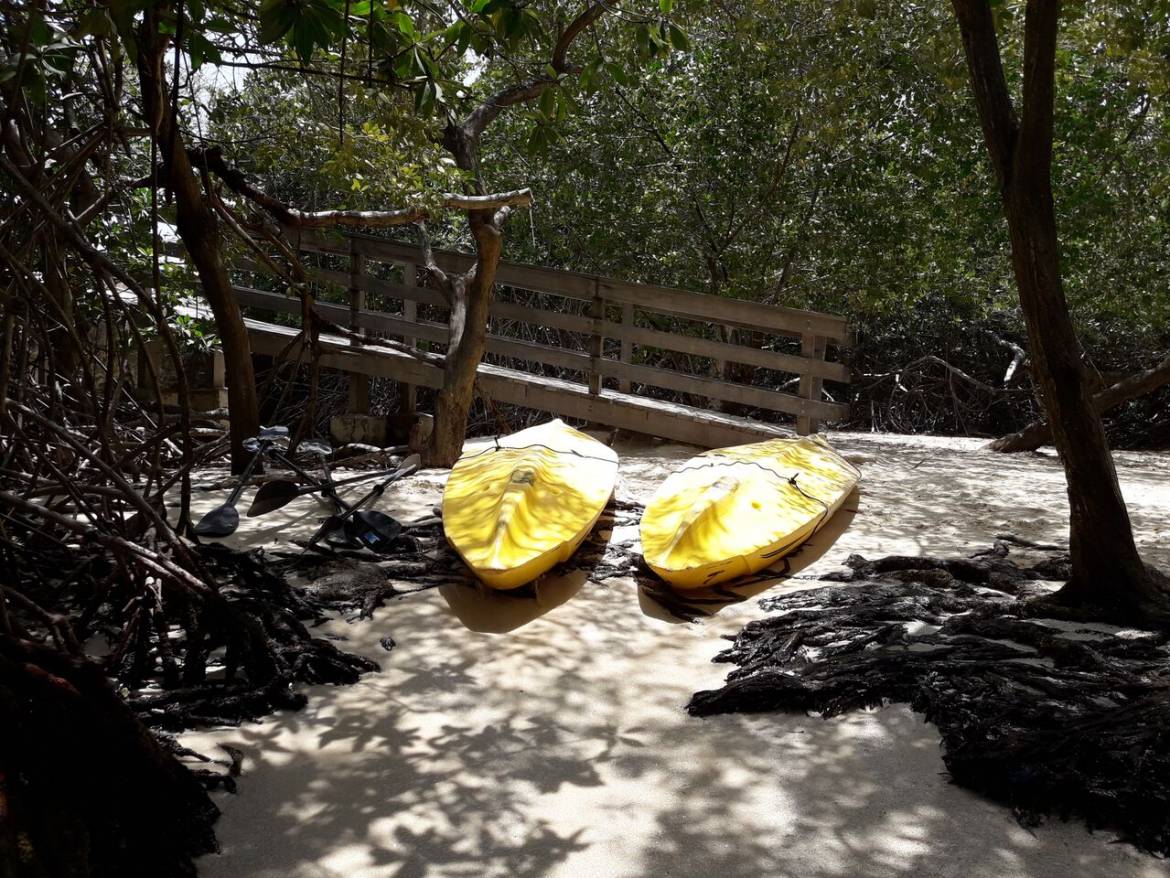 Gallery-Aruba-Kayak-Adventure_mangroves.jpeg