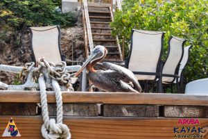 kayak tour pelican