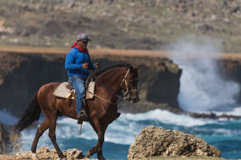 Horse riding morning and afternoon at Wariruri Beach