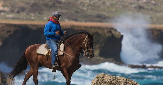 Horse riding morning and afternoon at Wariruri Beach