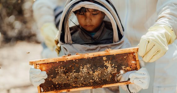 The Cunucu Bee Adventure